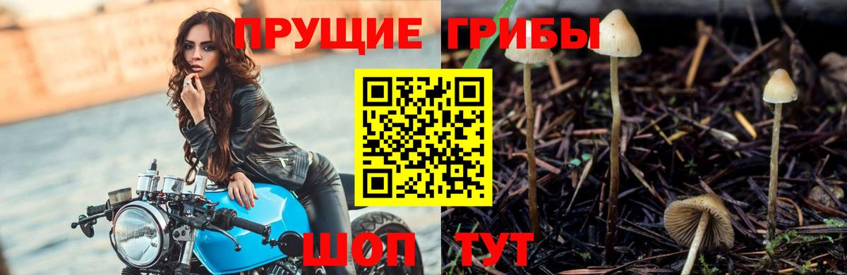 Псилоцибиновые грибы Cubensis  Вход с VPN  Ногинск  Галлюциногенные грибы GOLDEN TEACHER 